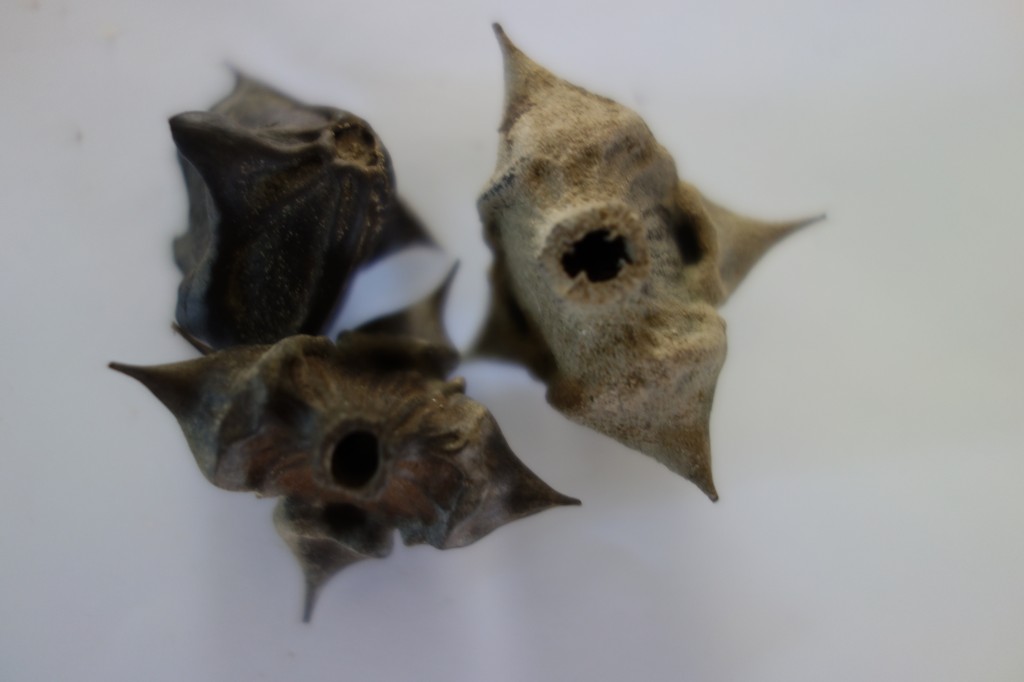 Ma Botanique Macre nageante, Châtaigne d’eau, Cornuelle, Saligot