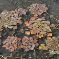 Macre nageante, Châtaigne d’eau, Cornuelle, Saligot
