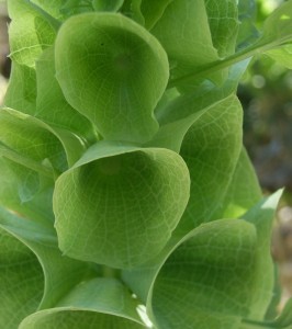 Moluccella laevis 