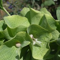 Molucelle clochette d’Irlande