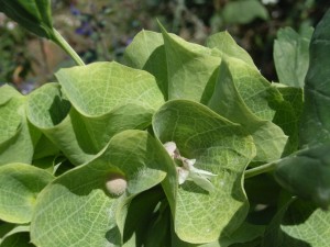 Moluccella laevis 