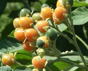 Solanum abutiloides 