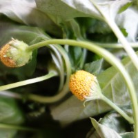 Cresson de Parà, Brède mafame