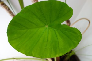 colocasia esculenta 