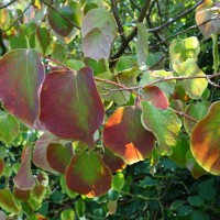 Disanthus à feuille de cercis