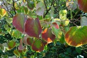 disanthus cercidifolius  