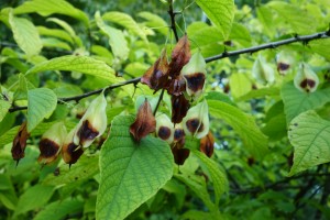 halesia carolina  