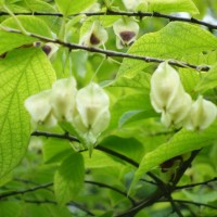 Arbre aux clochettes de Caroline