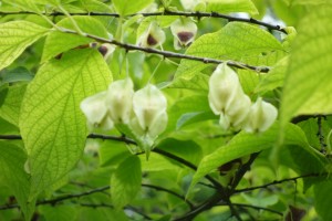 halesia carolina  