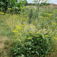 Panais brûlant, Herbe salée, Racine blanche, Grand chervi