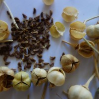 Harmal, Rue de Syrie