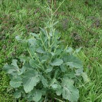 Colza, Navette, Chou colza