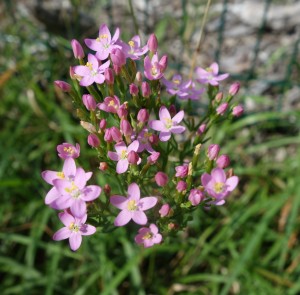 centaurium erythraea  