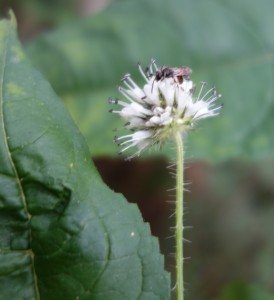 dipsacus pilosus 