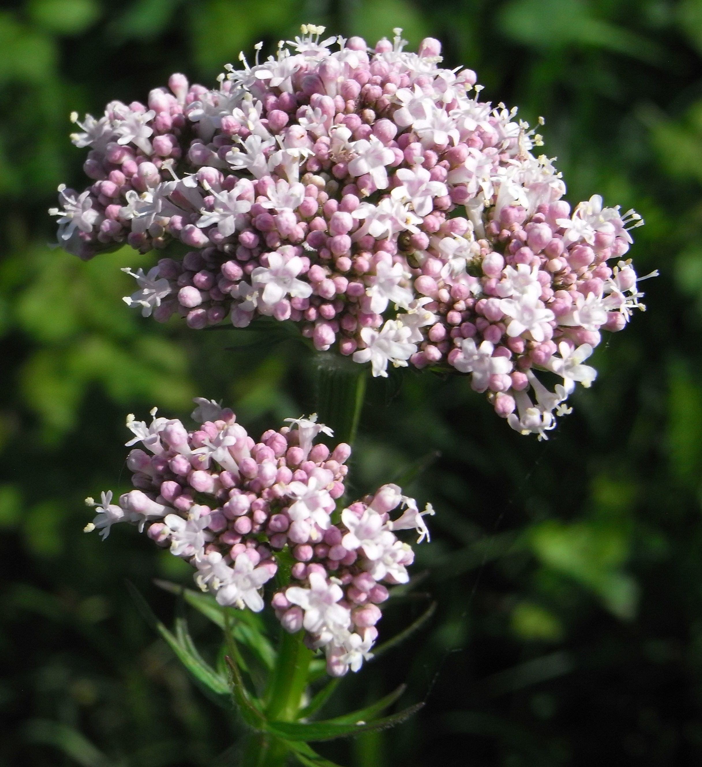 Valériane officinale, Herbe-aux-chats, Herbe-aux-loups, Herbe aux ...