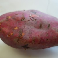 Patate douce, Ipomée patate