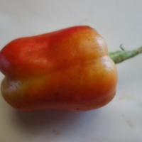 Piment Paprika, Poivron de Hongrie, Poivron de Slovaquie, Szegedi paprika