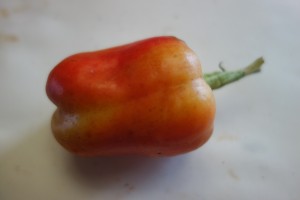 capsicum annuum 