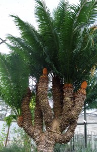 cycas thouarsii 