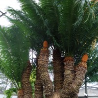 Cycas de Madagascar, Sagou palmier de Madagascar