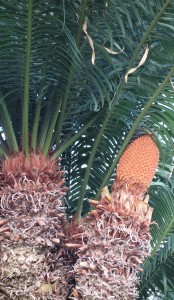 cycas thouarsii 