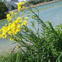 Séneçon des marais