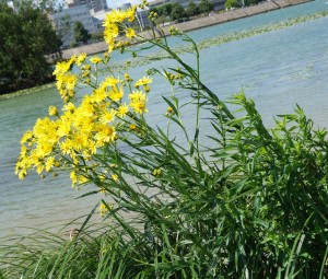 senecio paludosus 