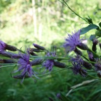 Serratule des teinturiers