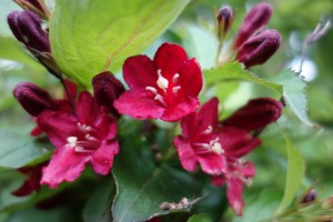 weigelia 