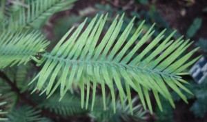 wollemia nobilis DSC03054