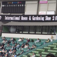 Saitama et les roses