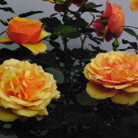Roses du jaune à l’orangé