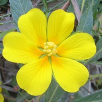 Jussie à grandes fleurs