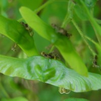 Érable champêtre, Érable commun, Acéraille