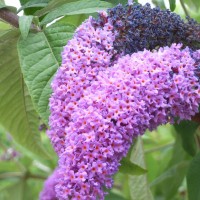 Buddléia du père David, Arbre-à-papillons, Lilas d’été