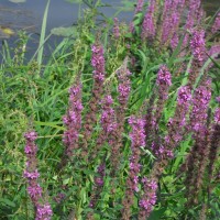 Salicaire commune, Salicaire pourpre