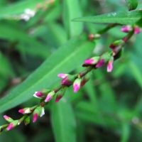 Renouée poivre d’eau, Piment aquatique, Persicaire brûlante