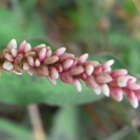 Renouée à feuilles d’oseille, Renouée à feuilles de patience