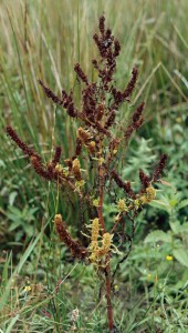 rumex palustris bbbbbbdlbdckhkh013