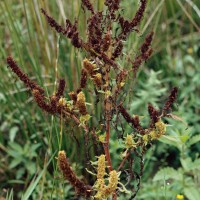 Rumex maritime, Patience maritime