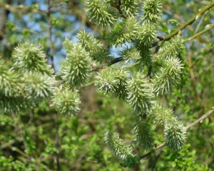 salix caprea DSC04666