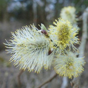 salix caprea DSC07833