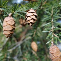 Tsuga hétérophylle, Pruche du Canada