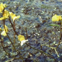 Utriculaire négligée