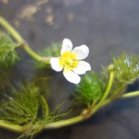 Renoncule à feuilles capillaires