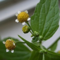 Galinsoga à petites fleurs, Piquant blanc, Herbe piment