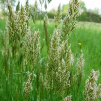 Flouve odorante, Chiendent odorant, Foin dur