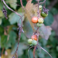 Bryone dioïque, Ipéca indigène, Vigne blanche, Navet du diable, Couleuvrée