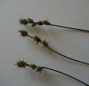 carex echinata DSC08662