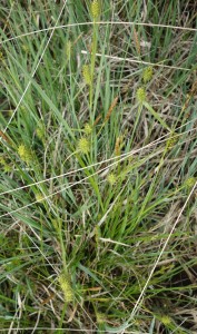 carex flava DSC08532